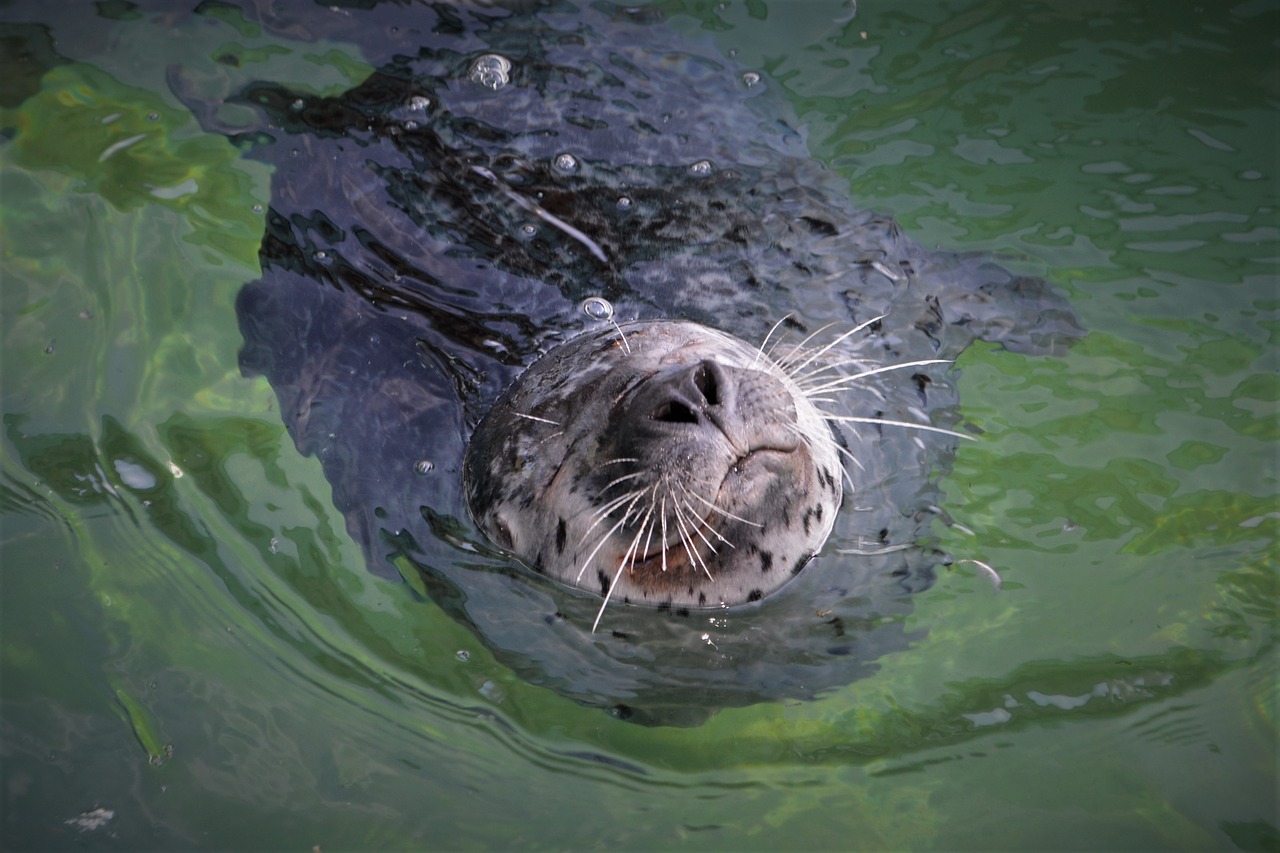 robbe  seal  mammal free photo
