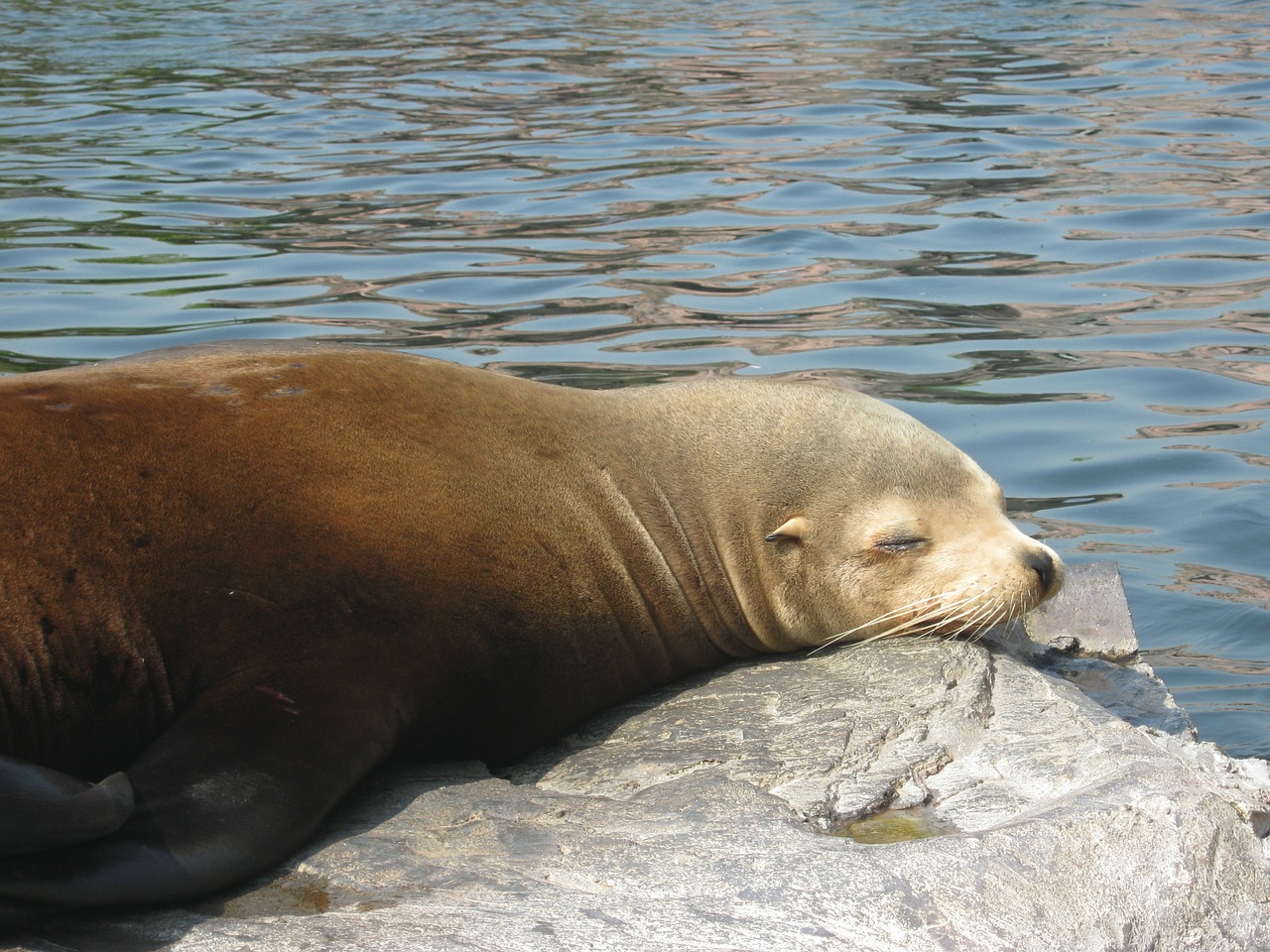 robbe water zoo free photo