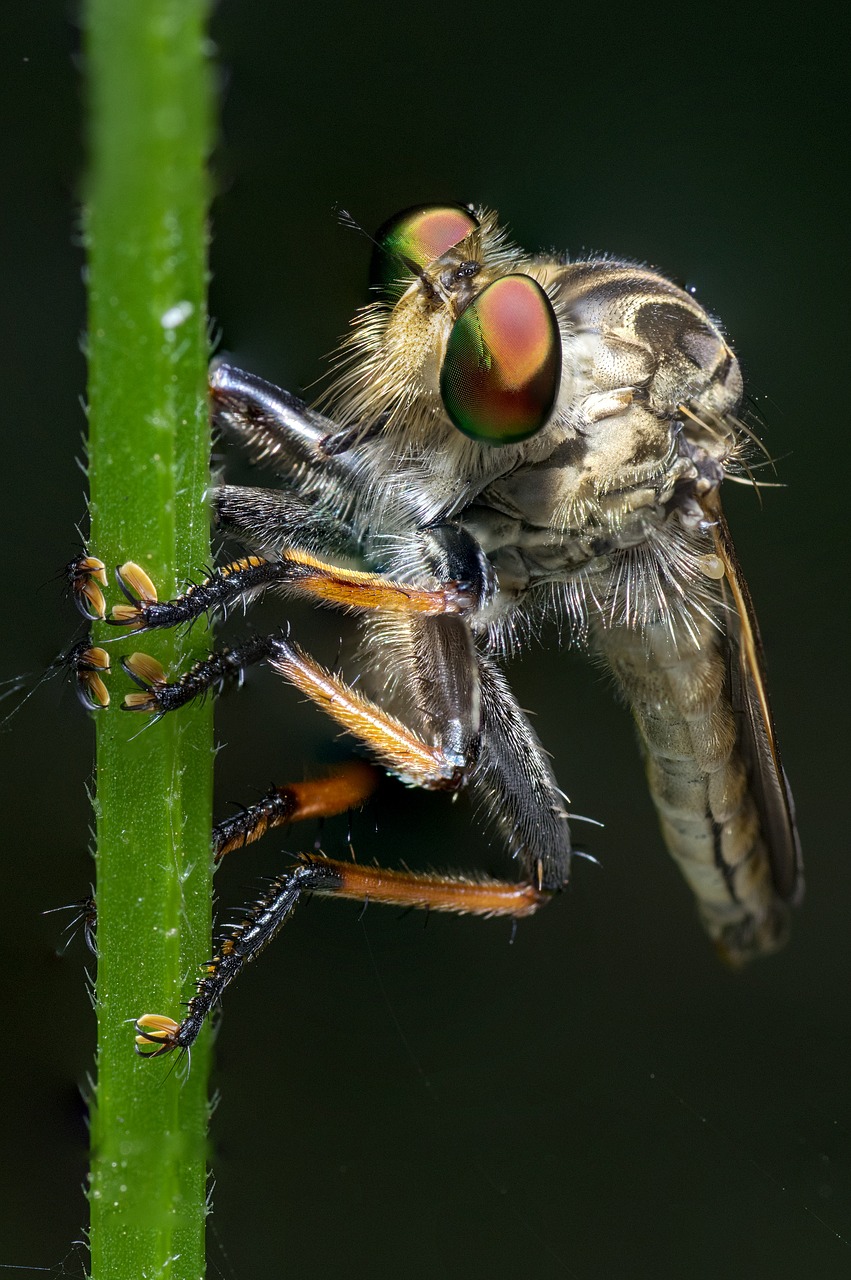 robber fly macro insect free photo