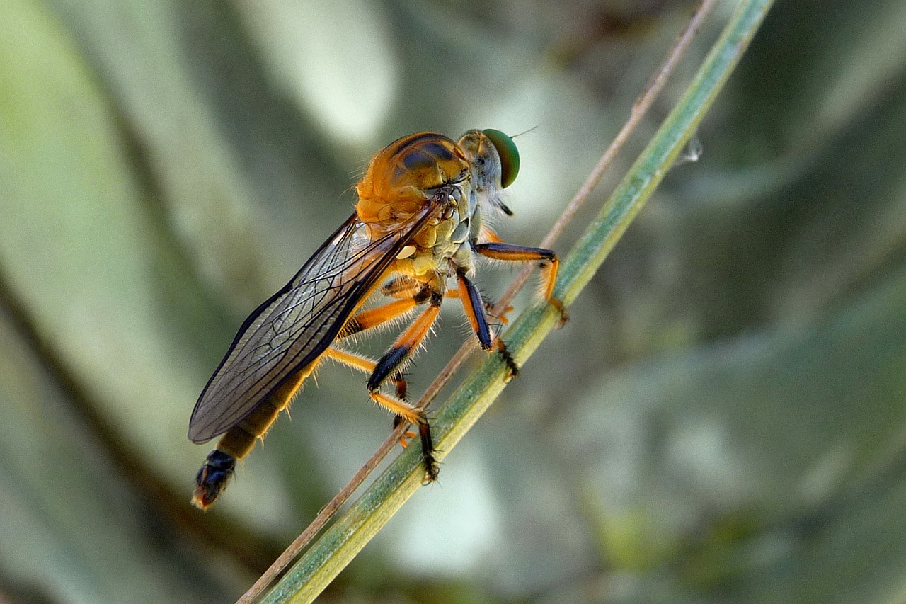 robber fly dioctria rufipes insects free photo