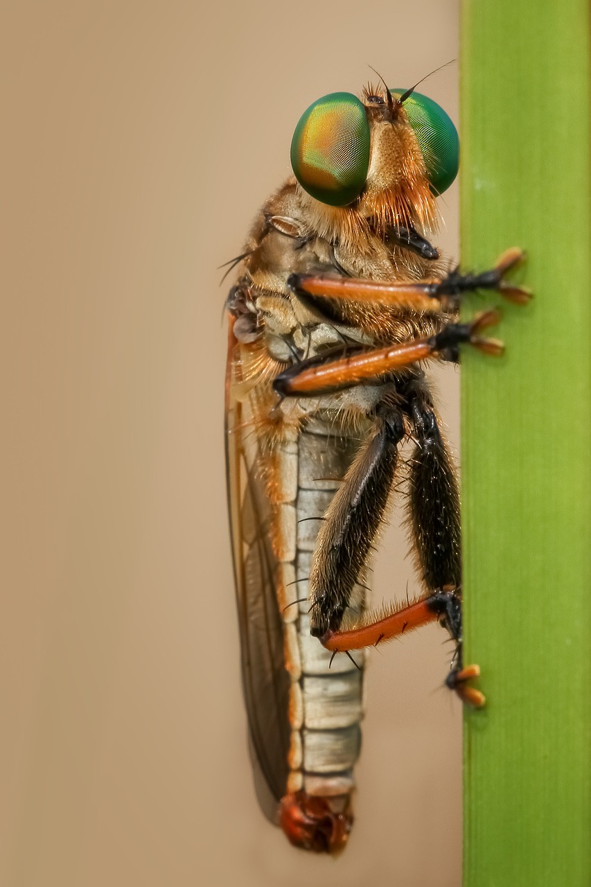 robberfly insect macro free photo