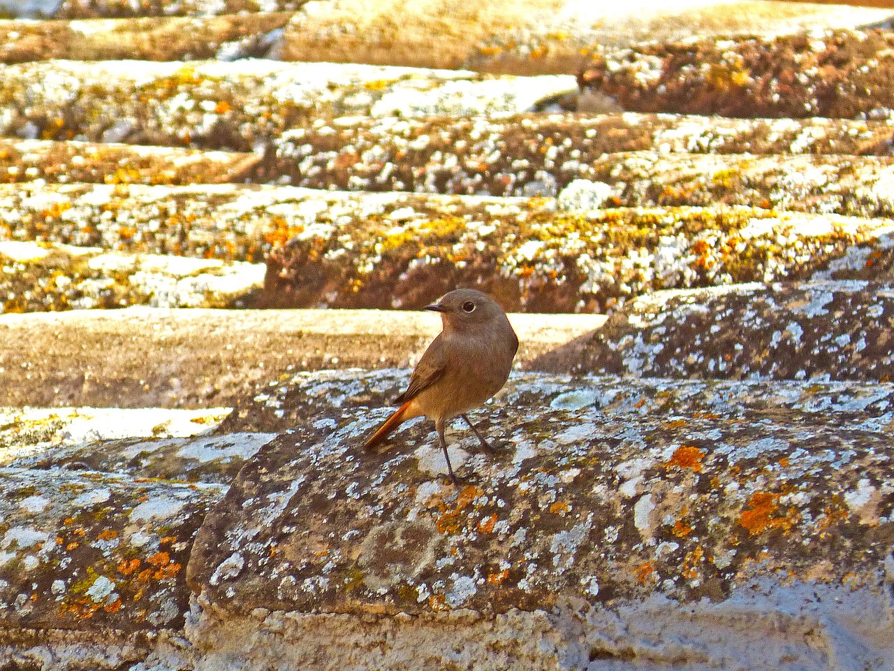 robin roof texas free photo