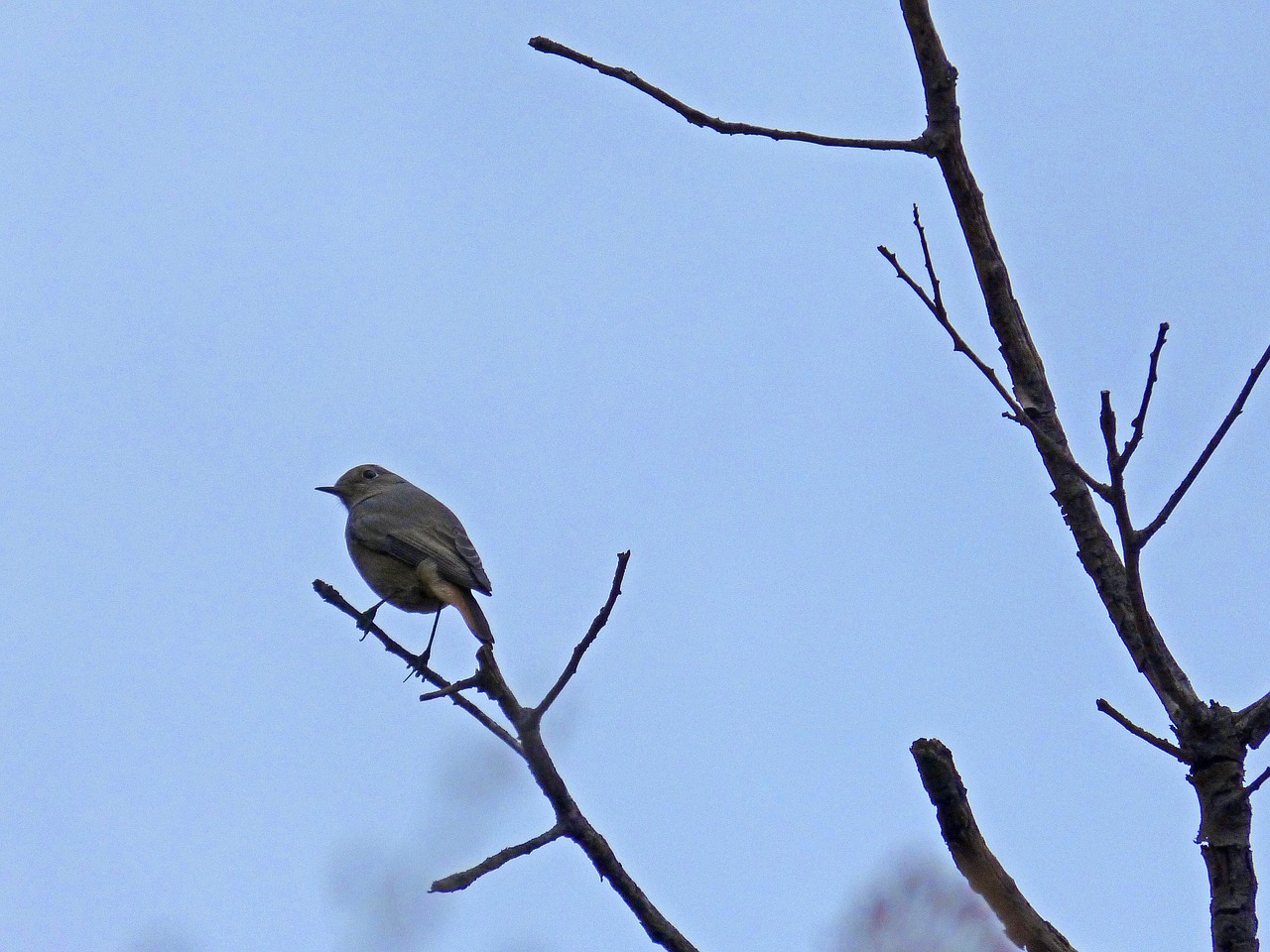 robin bird autumn free photo