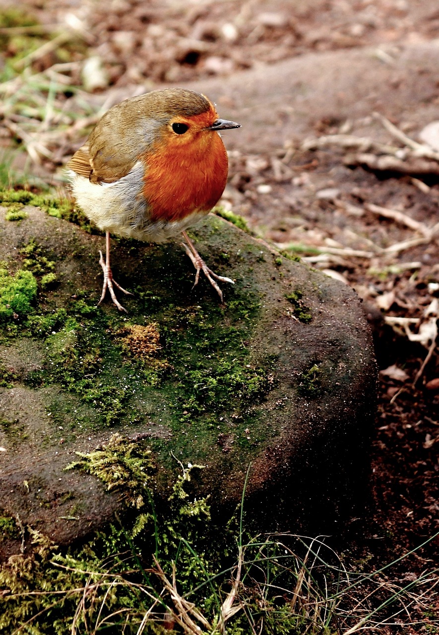 robin christmas bird free photo