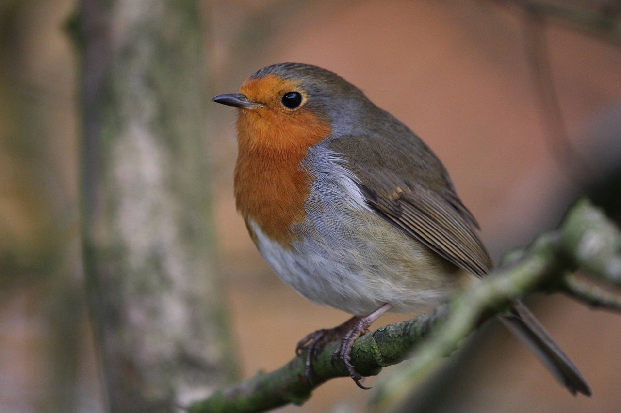 robin bird fly free photo