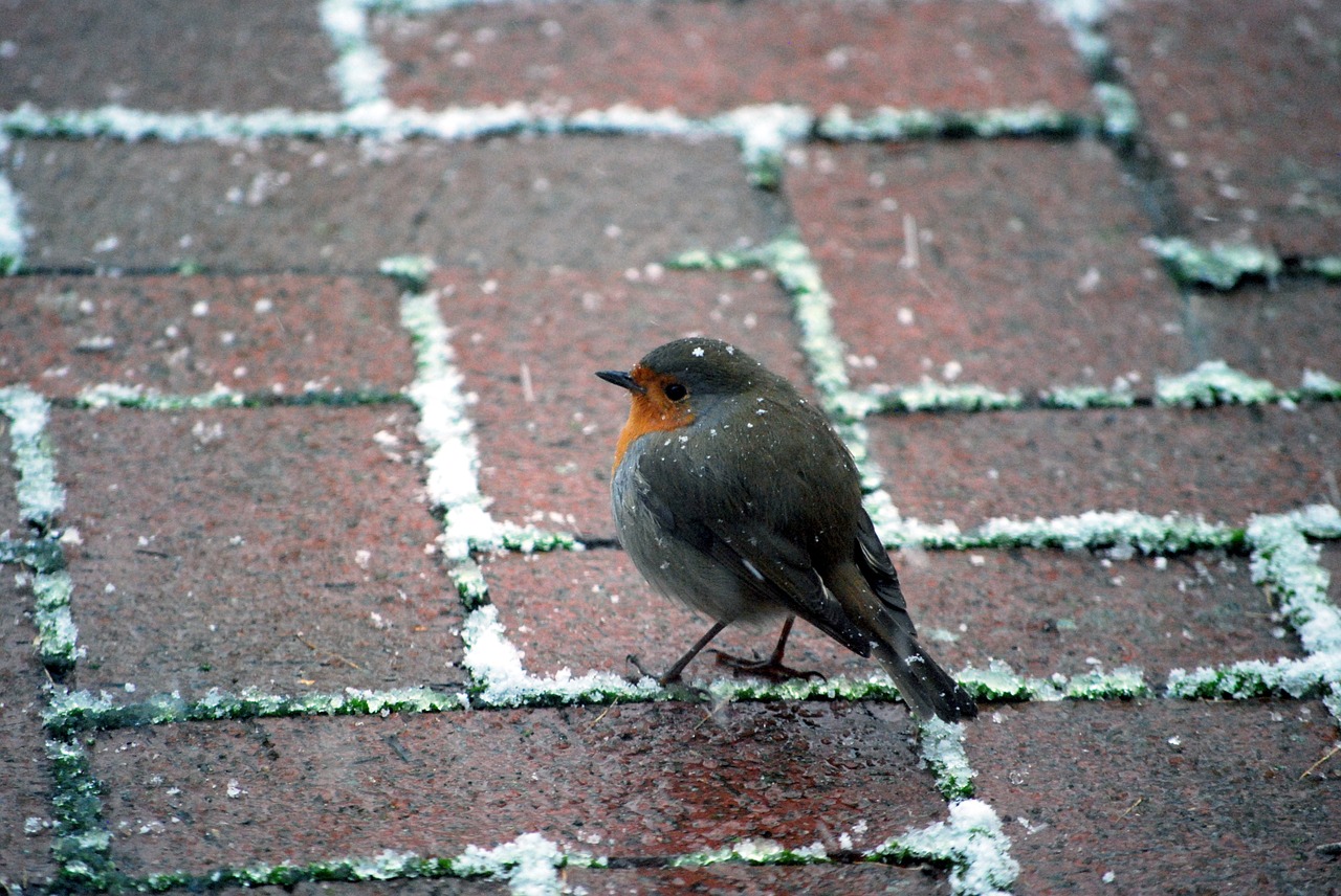 robin winter songbird free photo