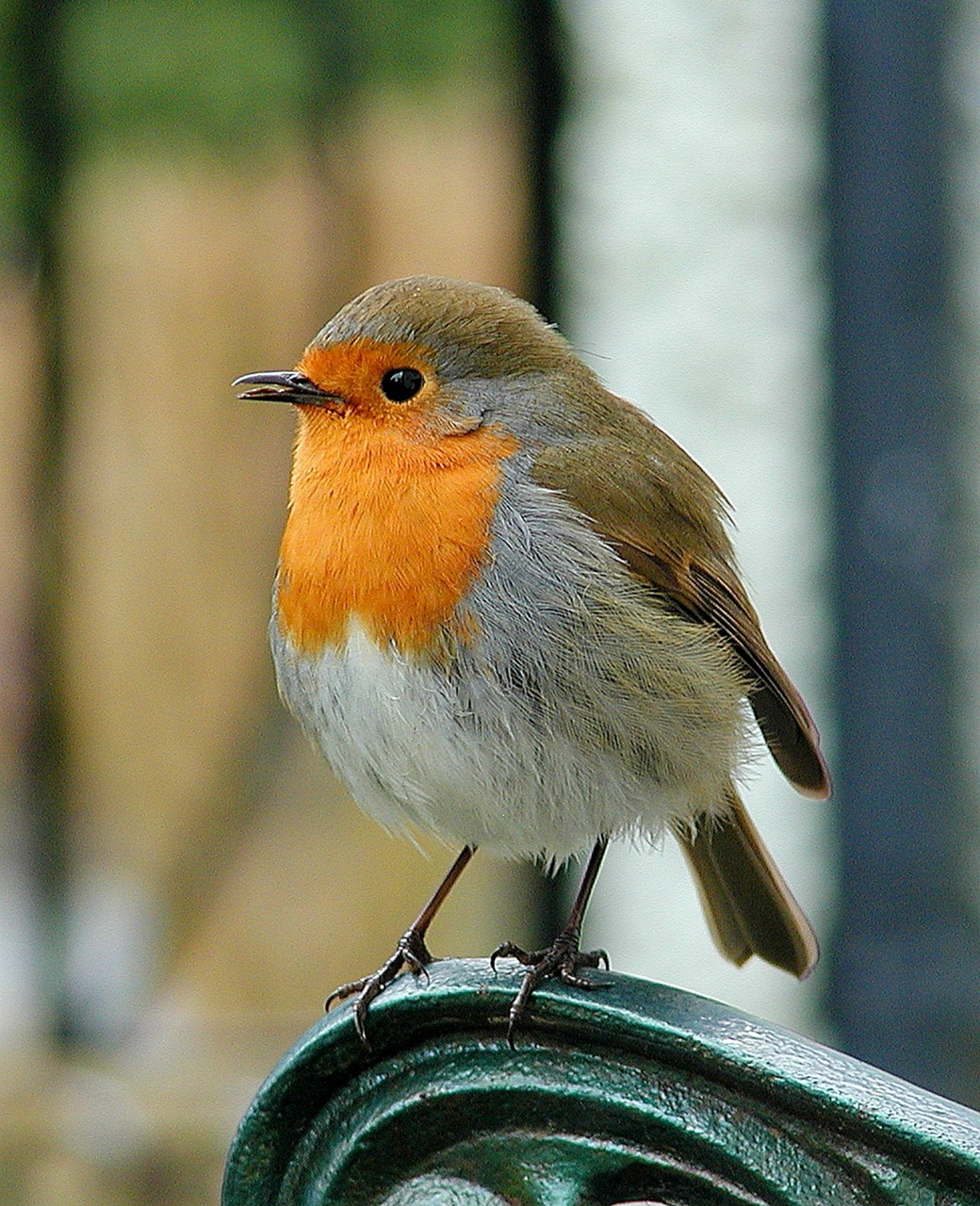 robin bird wildlife free photo