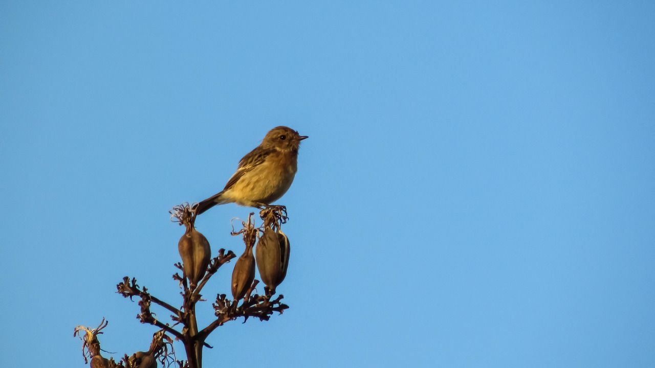 robin sitting tree free photo