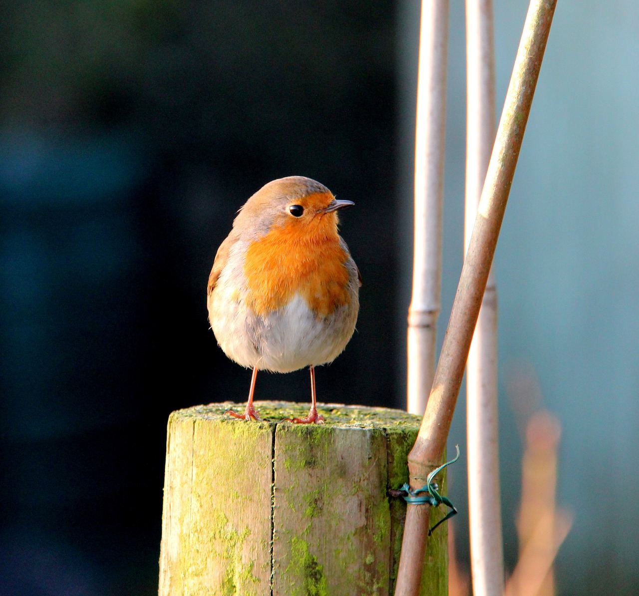 robin batman lake district free photo