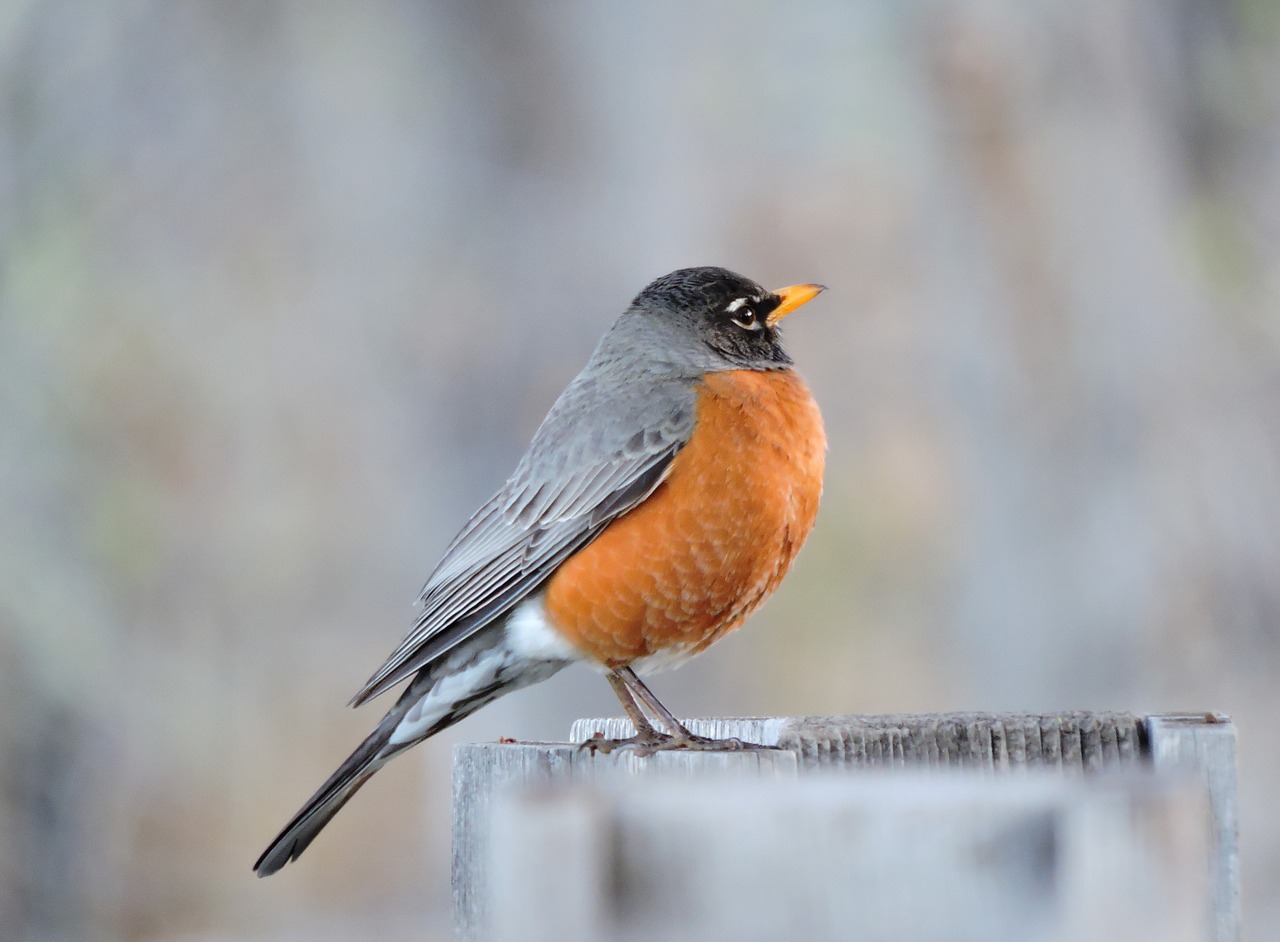 robin red-breasted red free photo