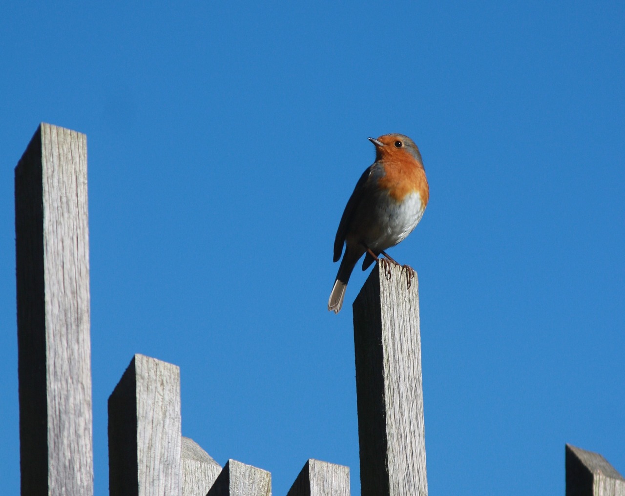 robin bird songbird free photo