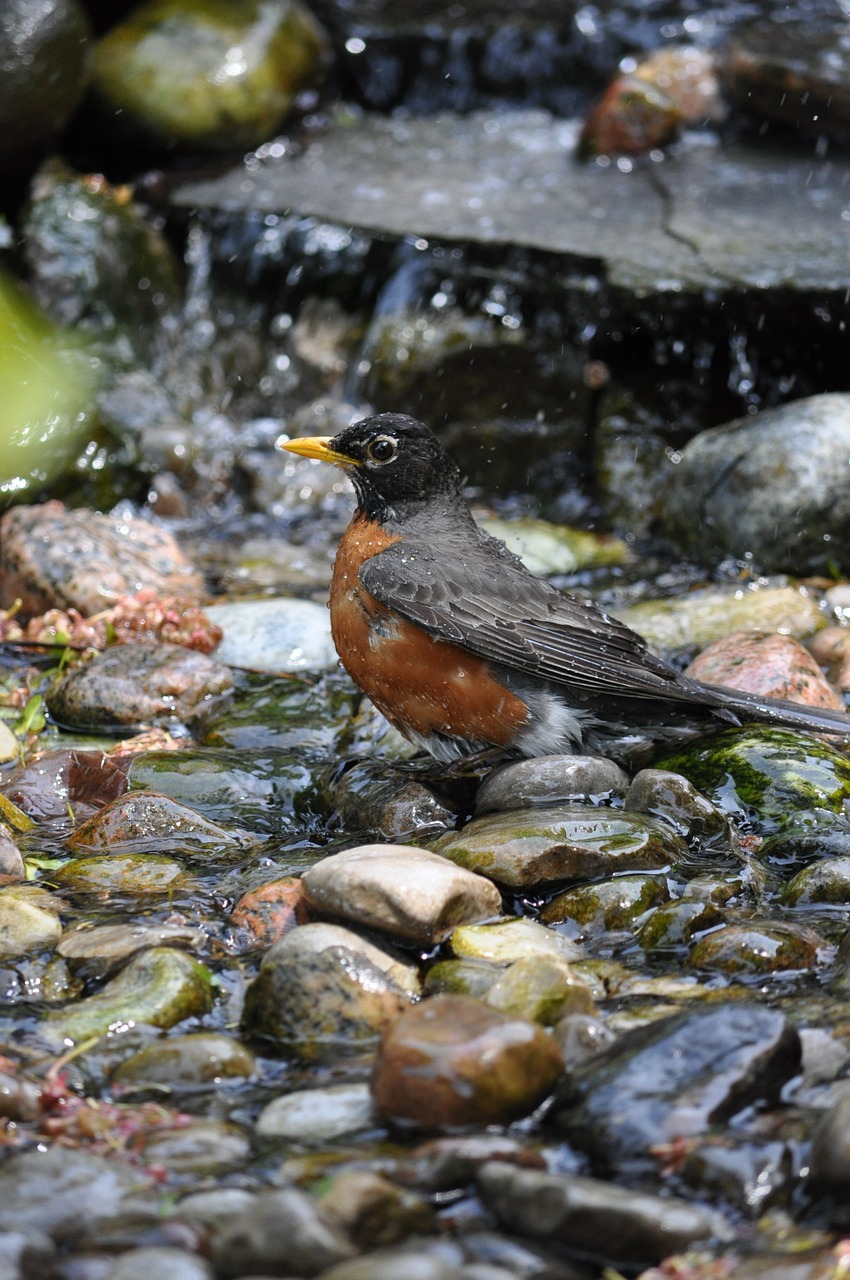 robin bird songbird free photo