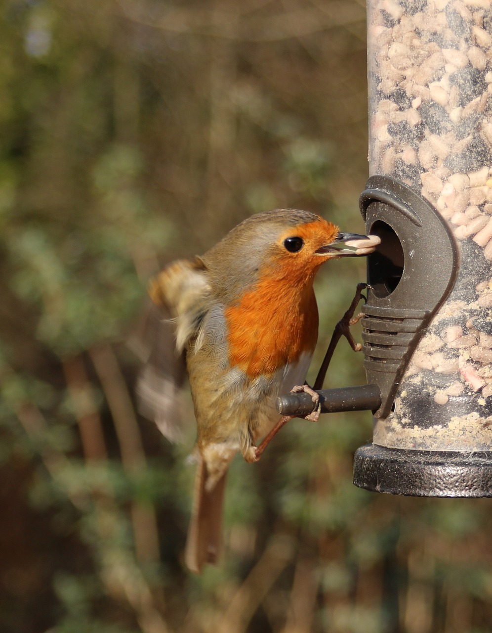 robin flying feeder free photo