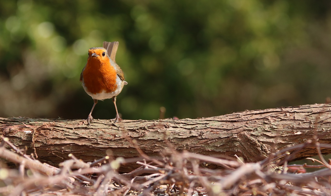 Robin,garden bird,bird,garden,nature - free image from needpix.com