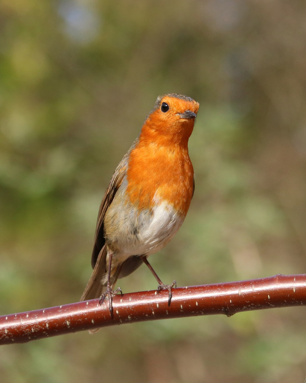 robin garden bird bird free photo
