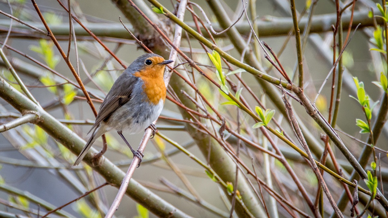 robin erithacus rubecula bird free photo