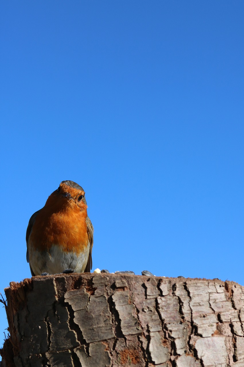 robin blue sky sky free photo