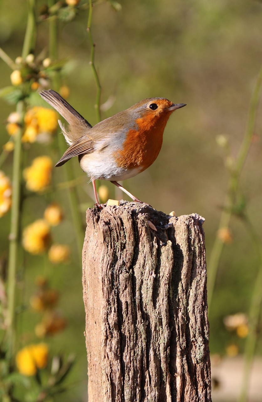 robin post flowers free photo