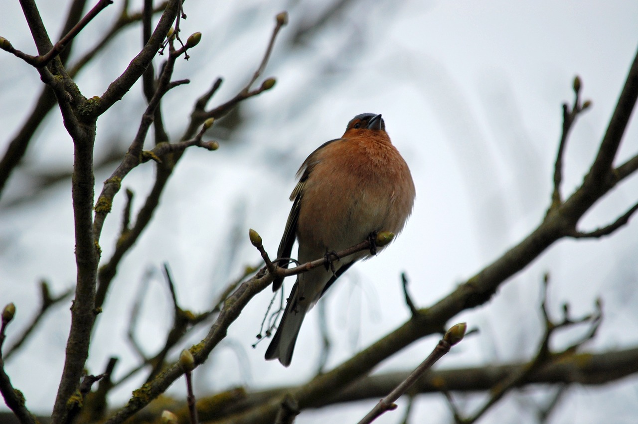 robin branch bird free photo