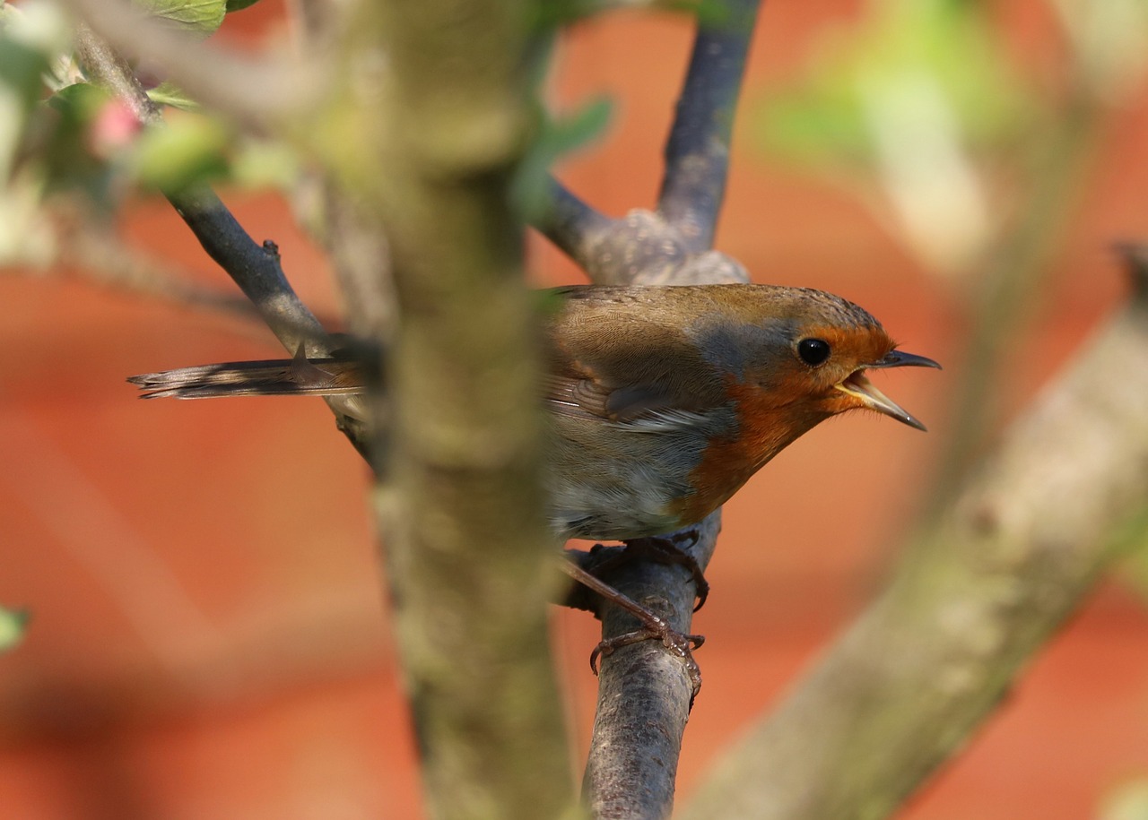 robin tree bird free photo