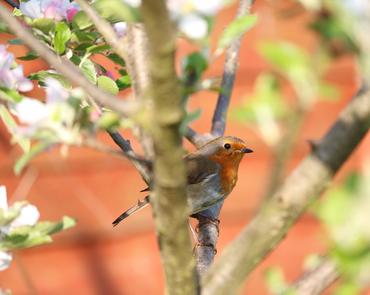 robin tree bird free photo