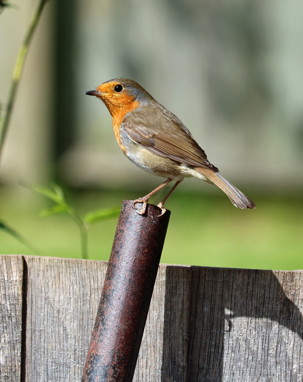 robin perched bird free photo