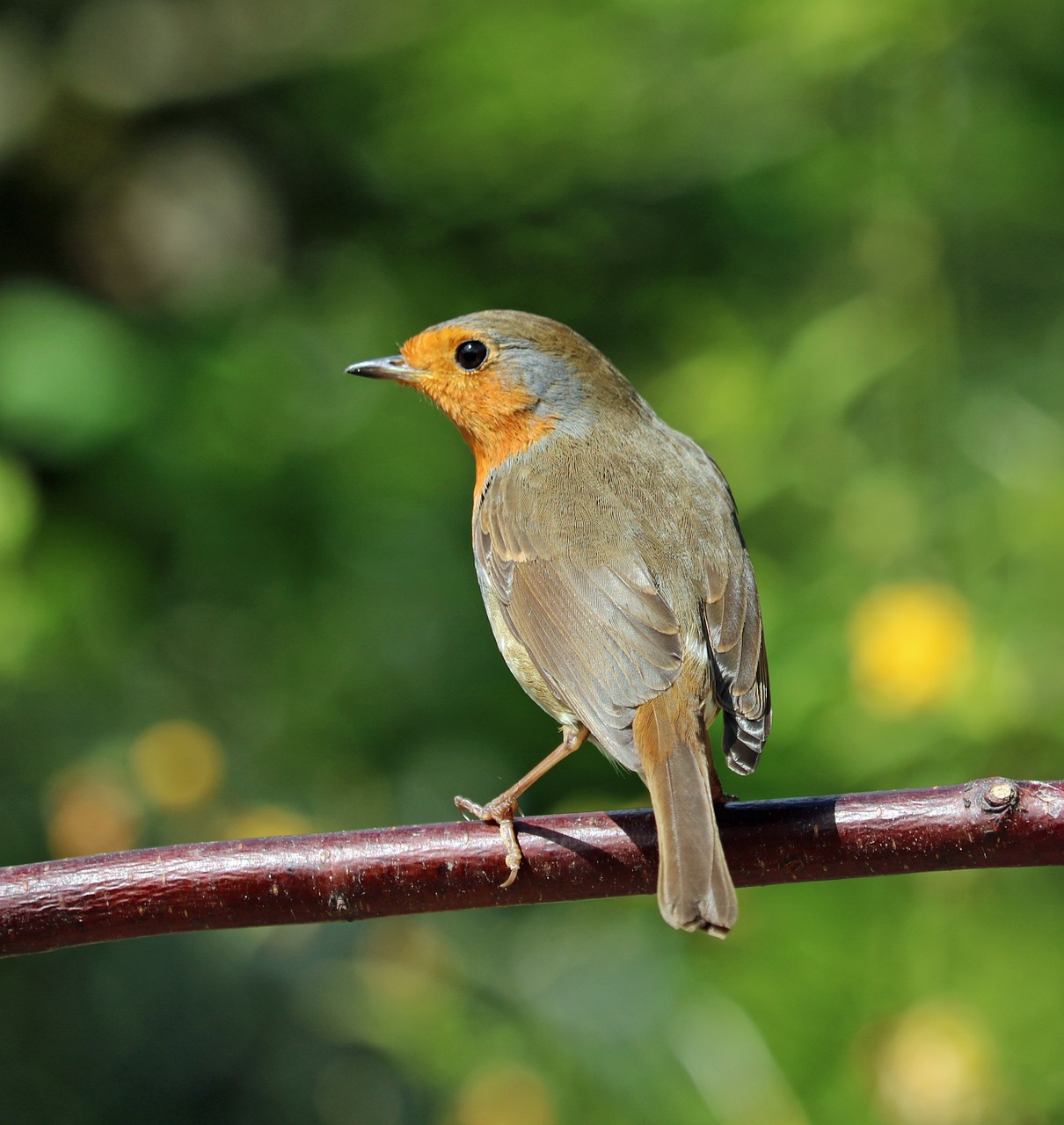 robin perched bird free photo
