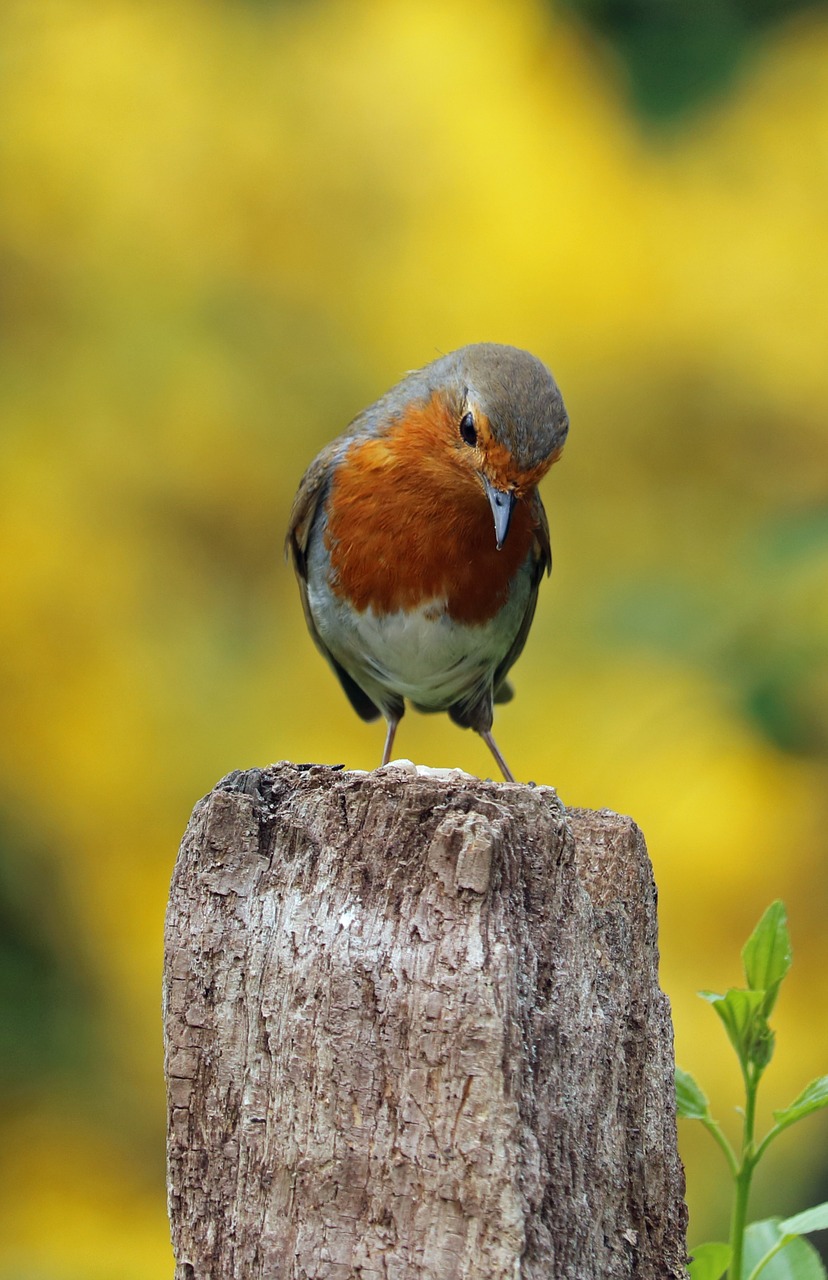 robin perched bird free photo
