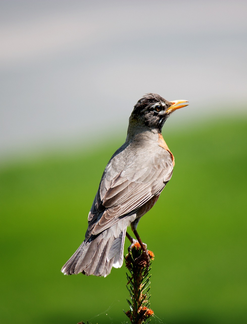 robin bird nature free photo