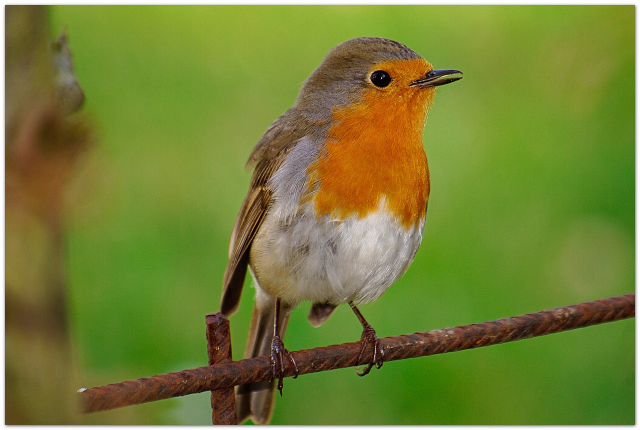 robin songbird garden free photo