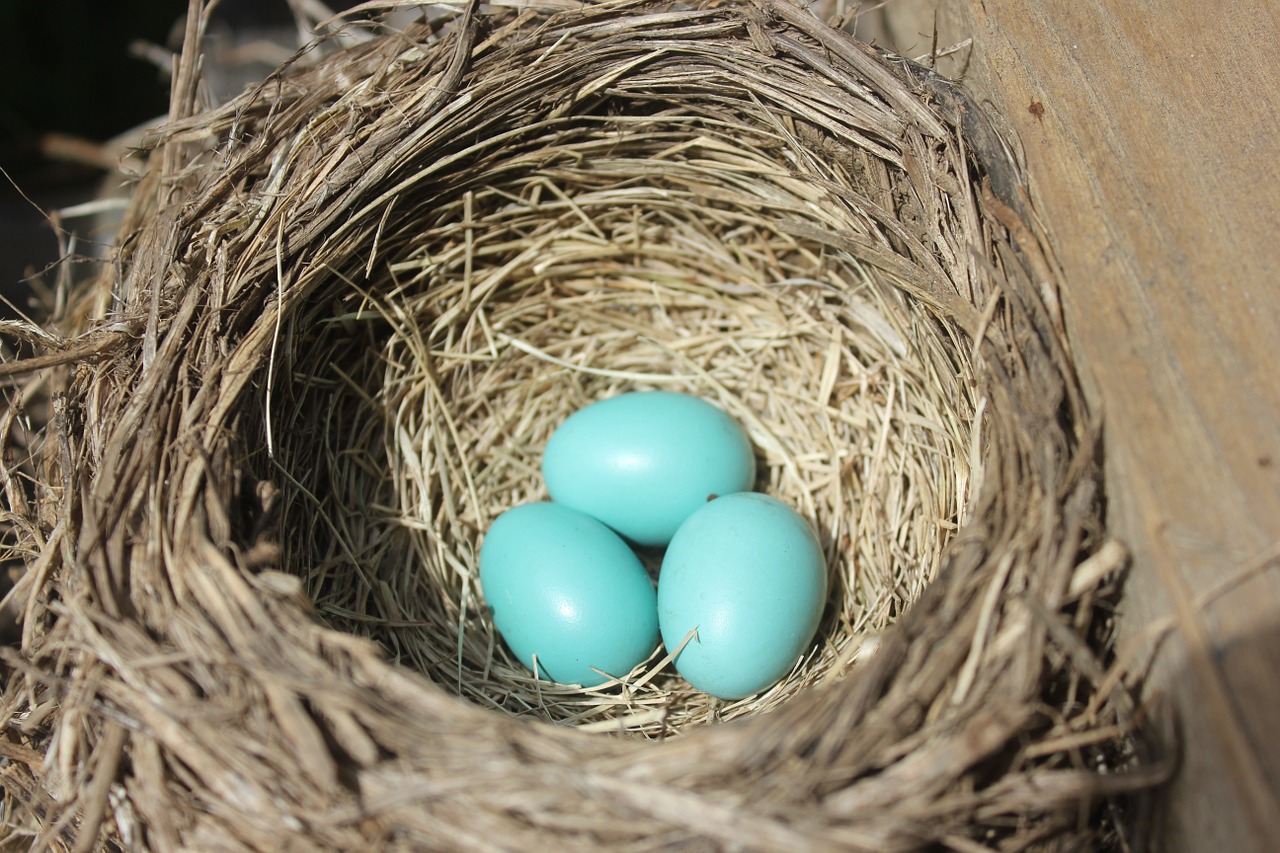 robin bird's nest nest free photo