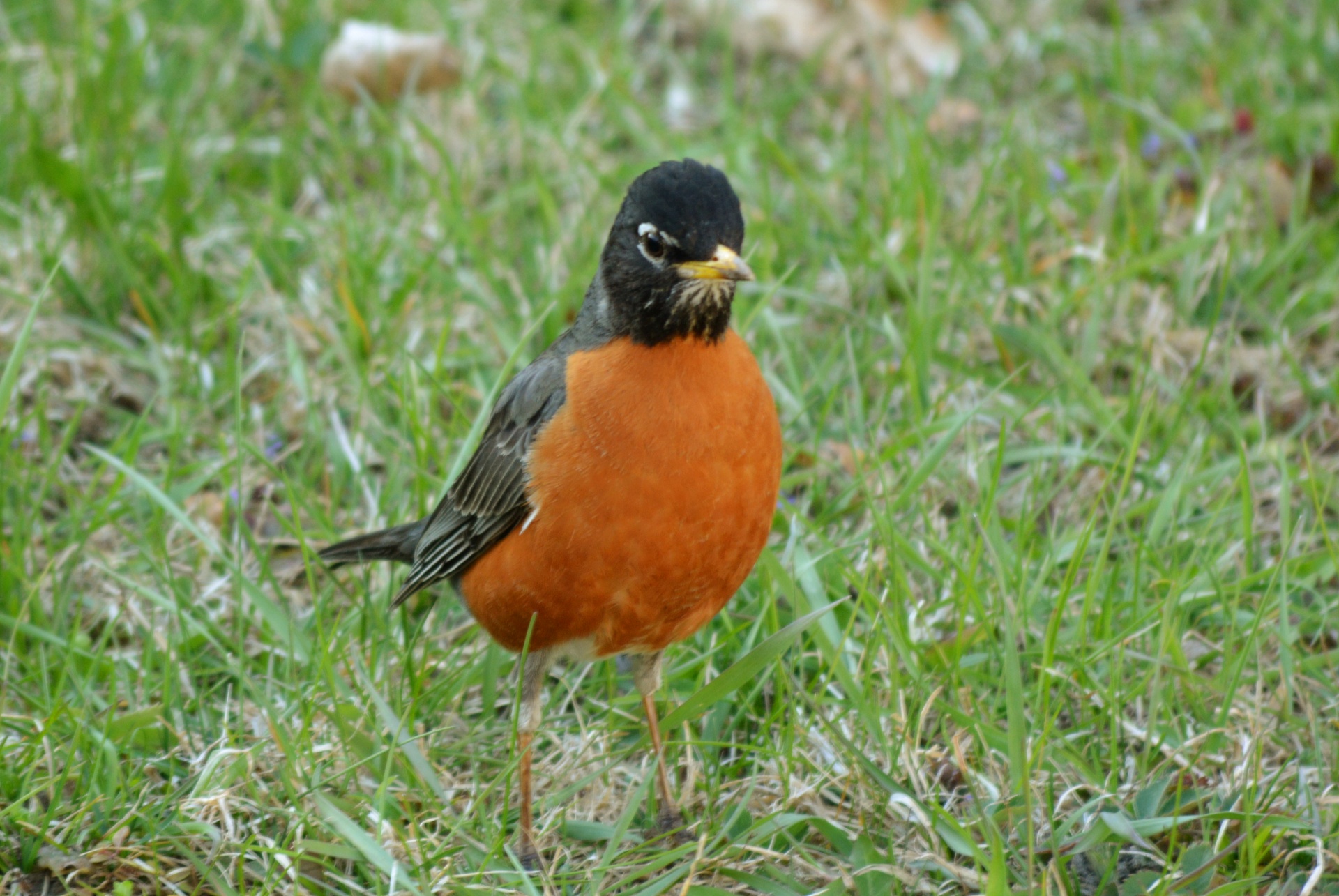 robin bird animal free photo