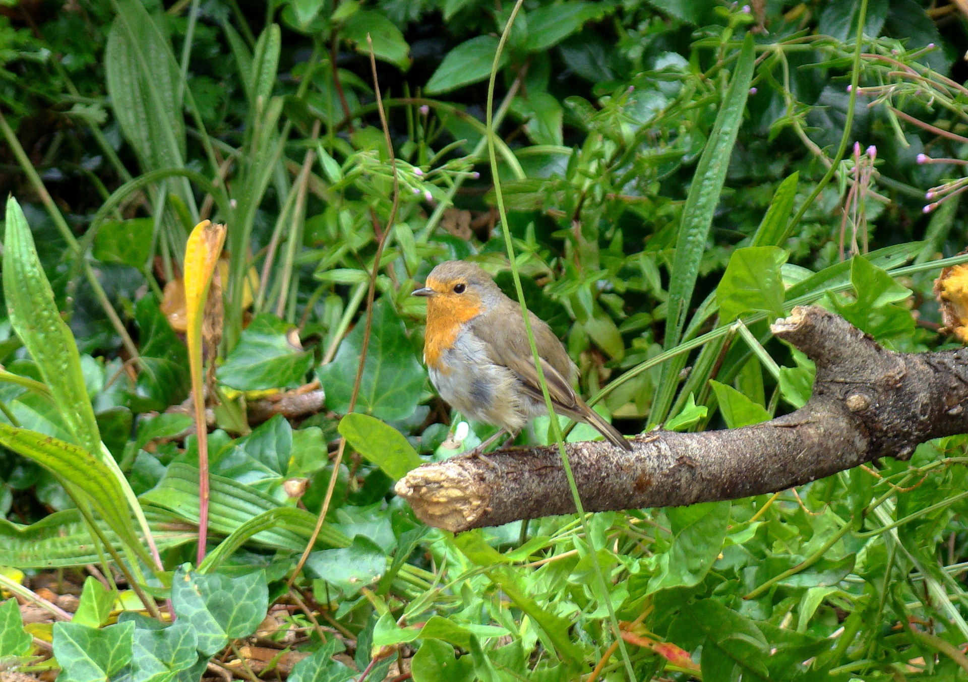 robin bird garden free photo