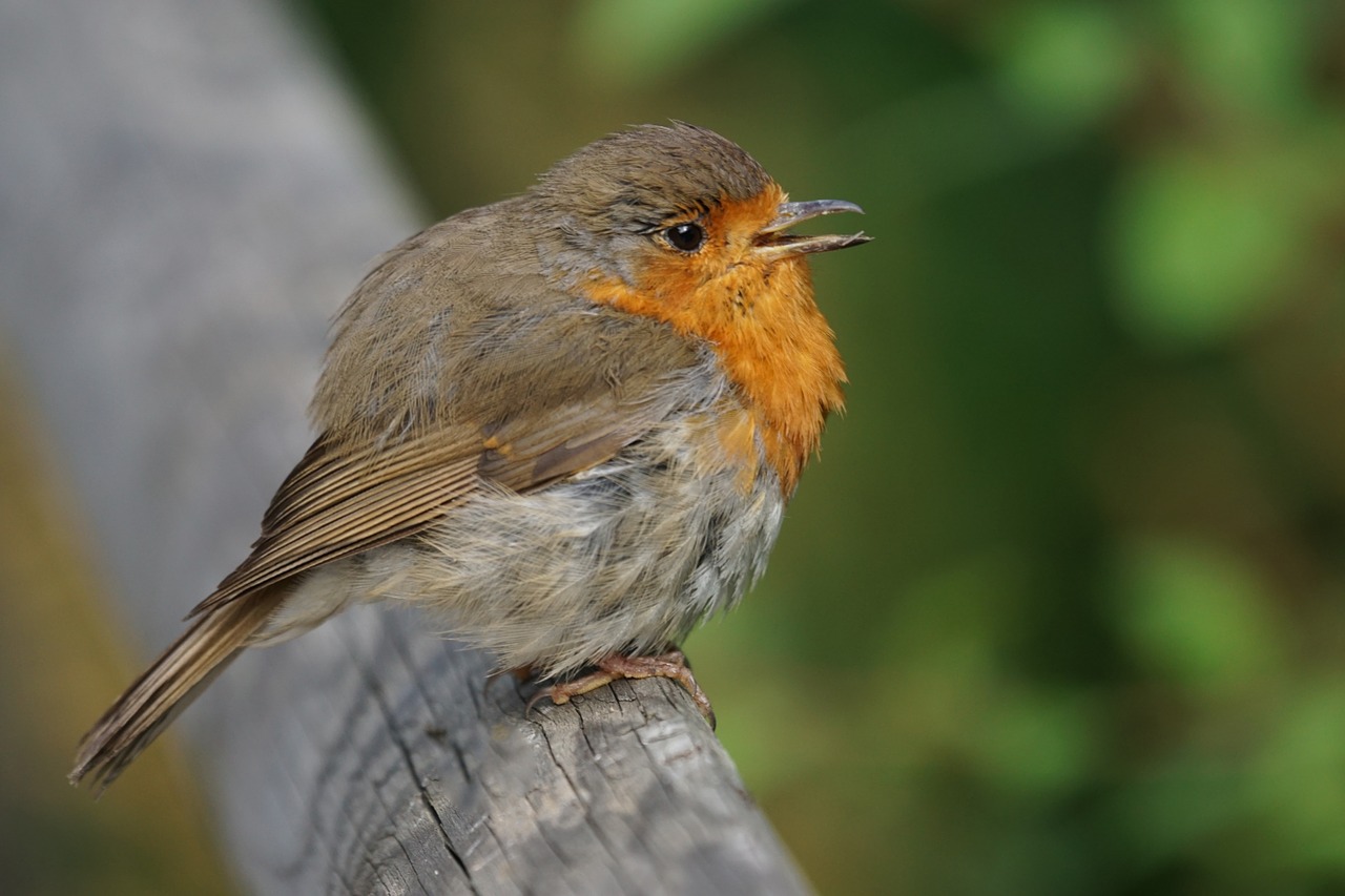 robin bird songbird free photo