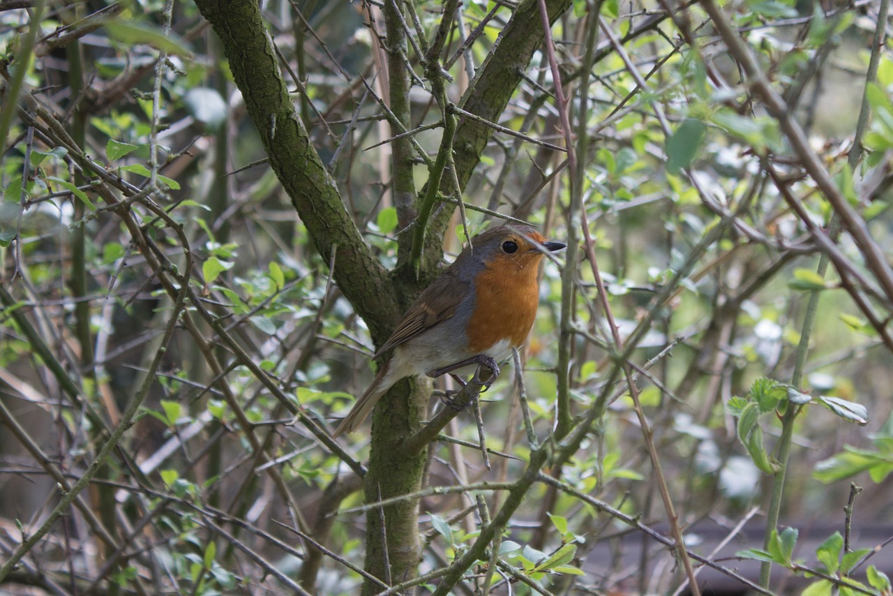 robin bird england free photo