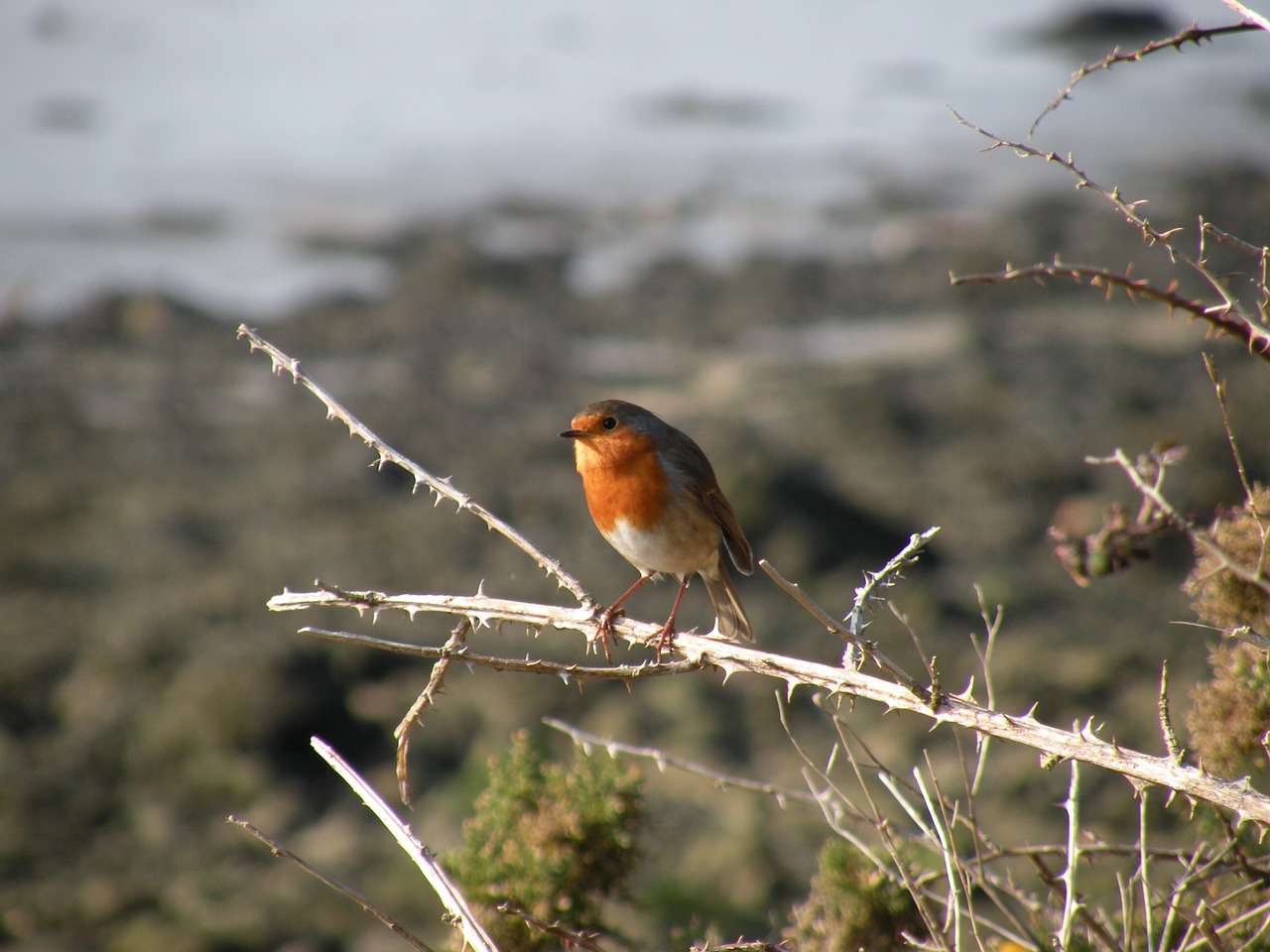 robin bird branch free photo