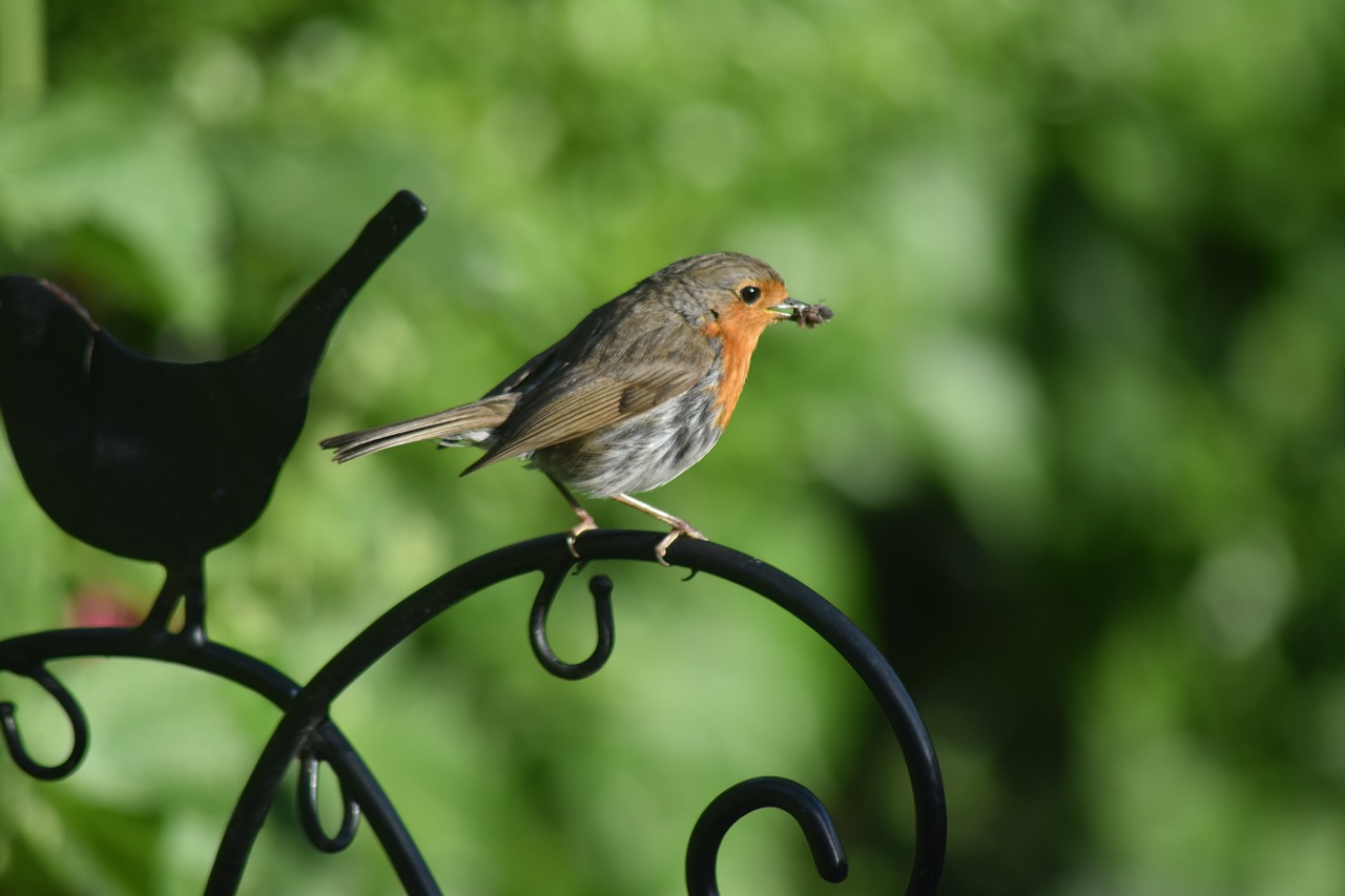 robin bird england free photo