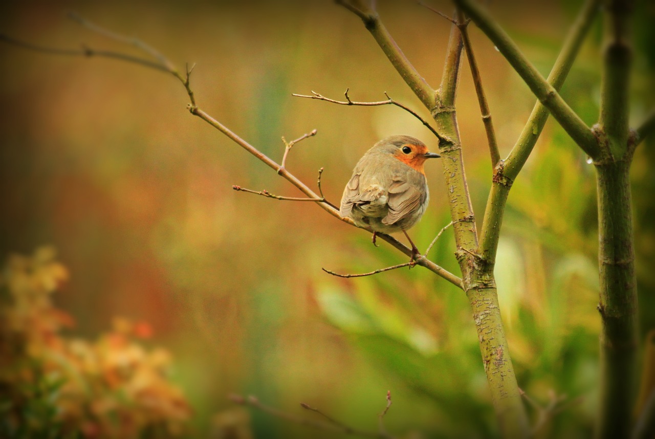 robin bird animal free photo