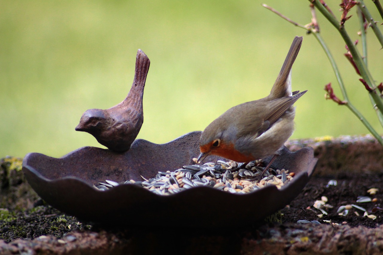 robin bird bird seed free photo