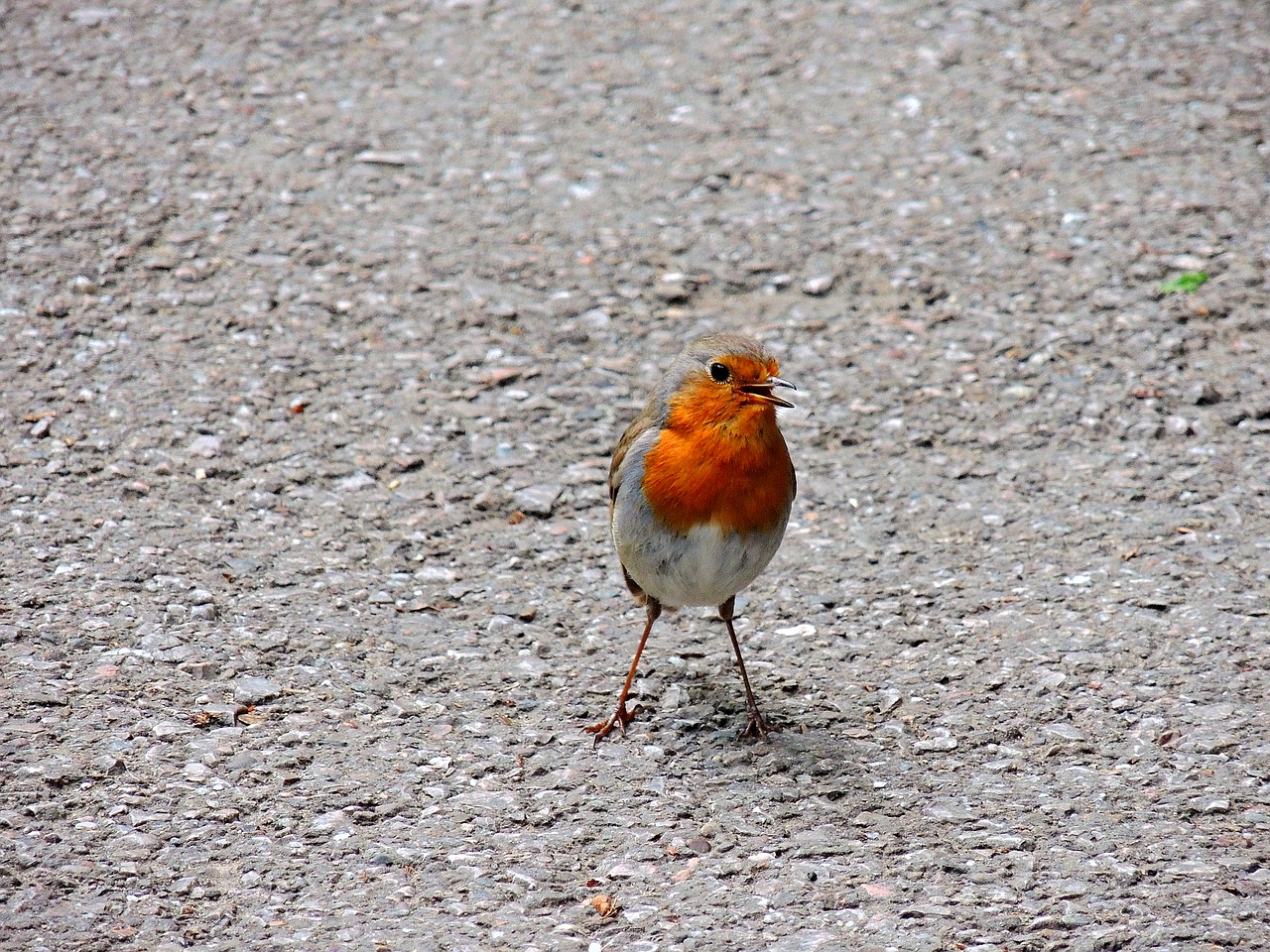 robin birds turdide free photo