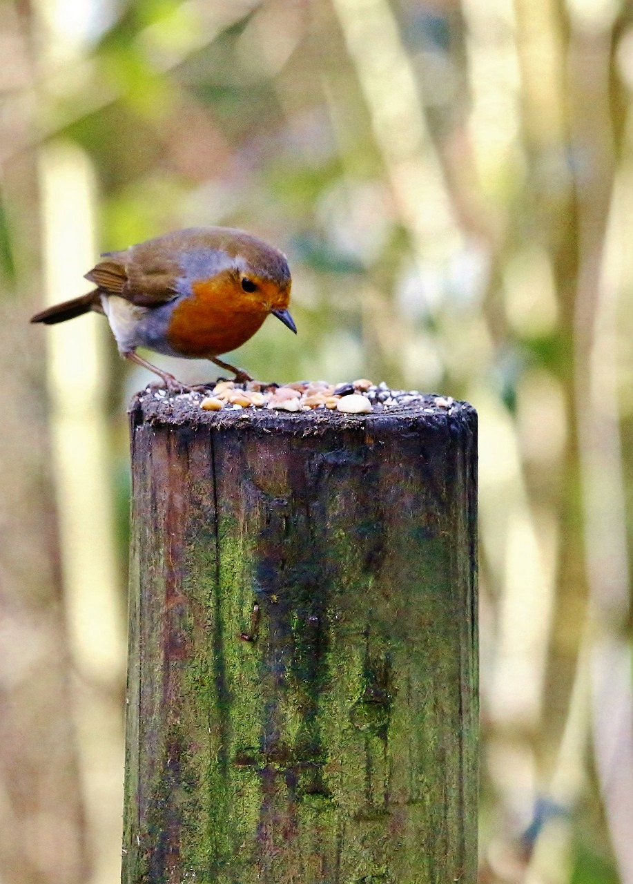 robin bird nature free photo