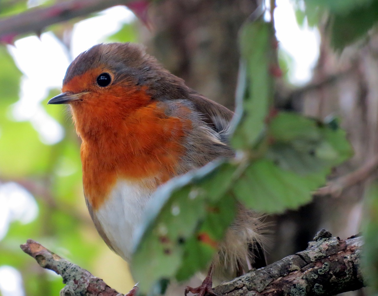 robin european bird free photo