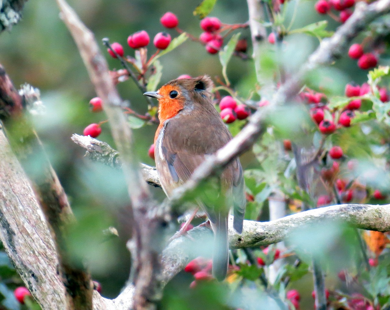 robin european bird free photo