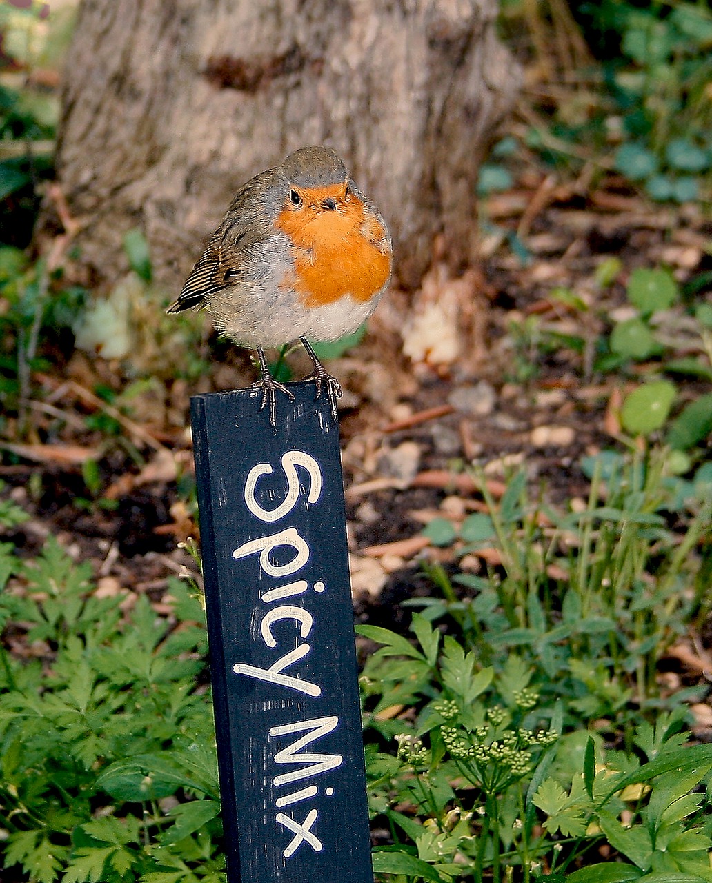 robin redbreast bird free photo