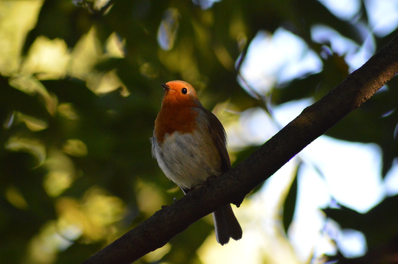 robin bird red robin free photo