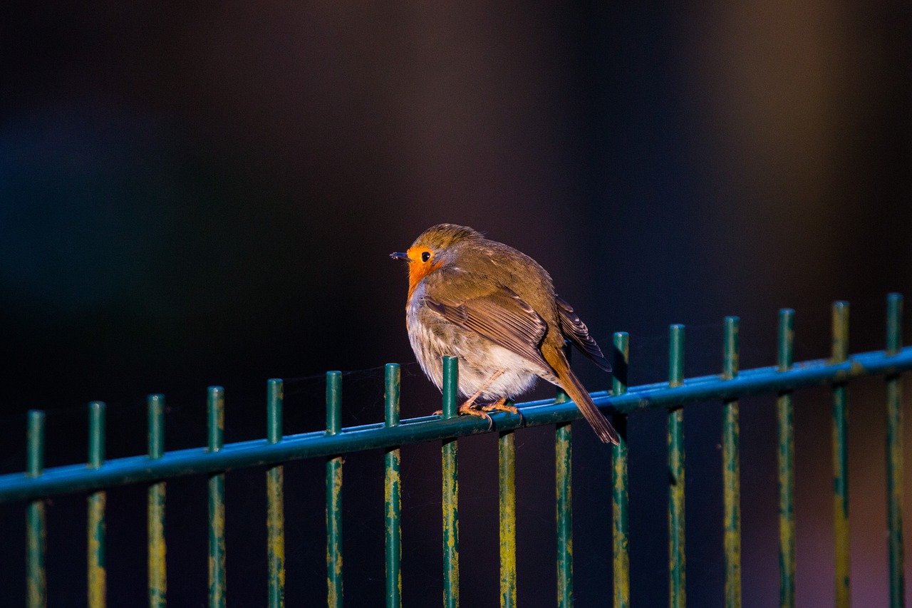 robin fence bird free photo