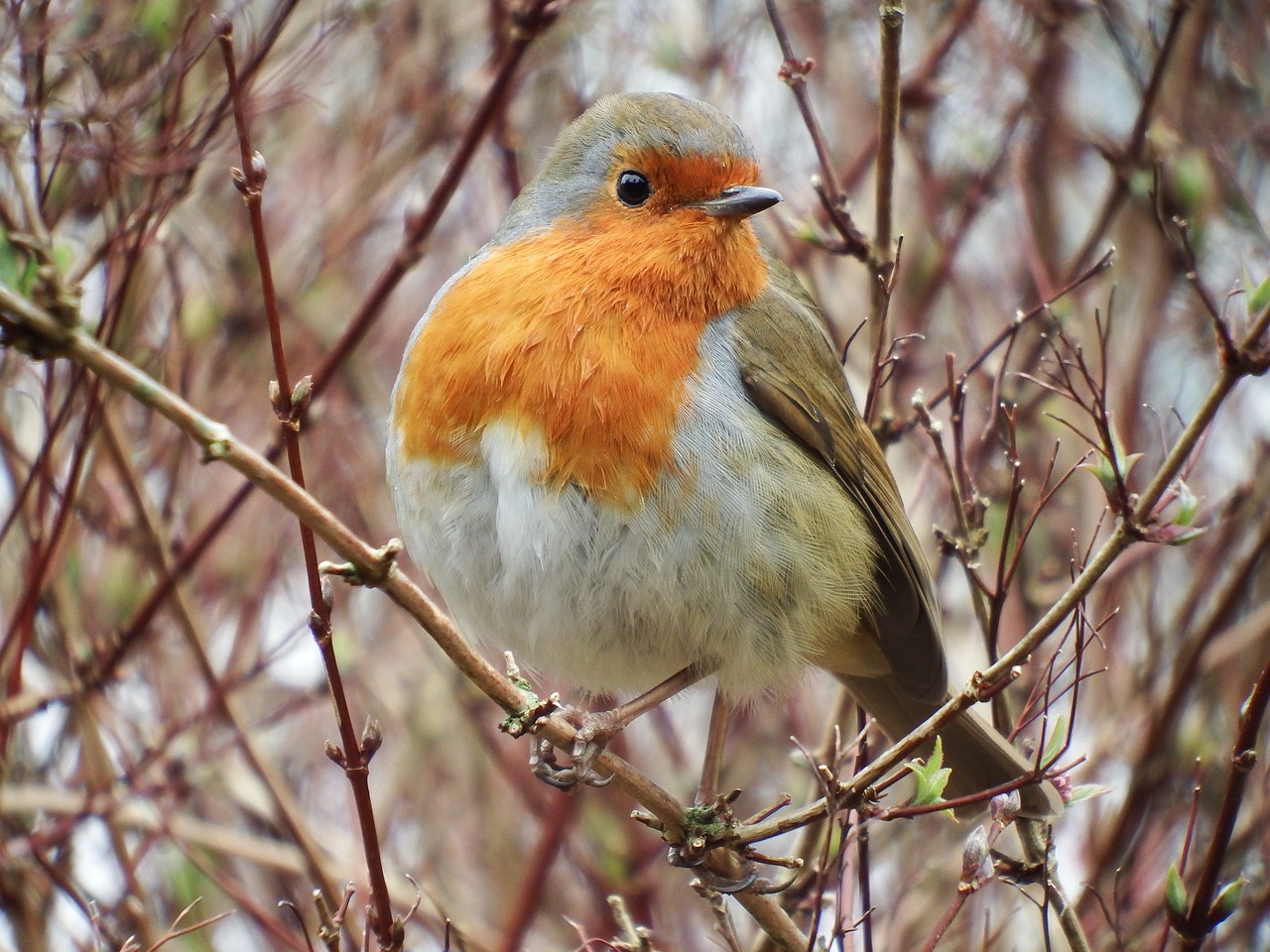 robin bird nature free photo