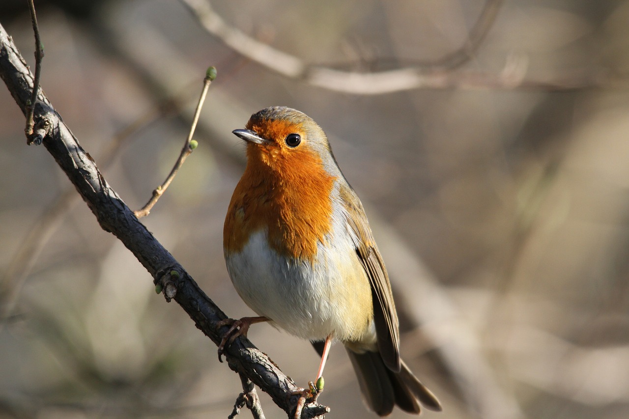 robin bird redbreast free photo