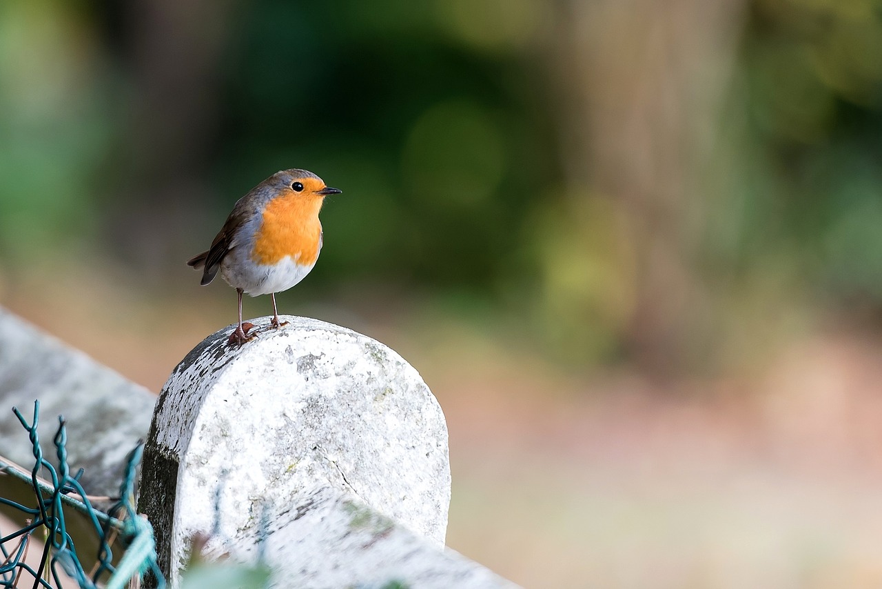 robin bird red free photo