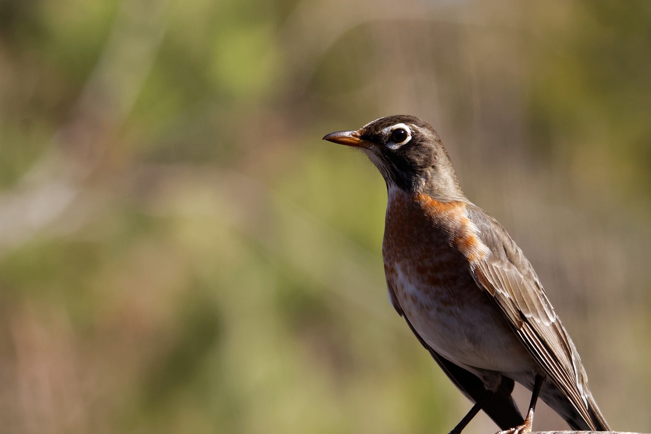 robin juvenile bird free photo